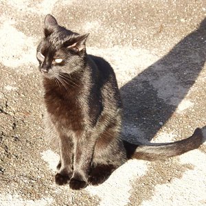 Racker in Gummerbach