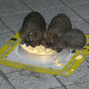 3 Igel in Gelsenkirchen - jeden Abend pünktlich zur Fütterung