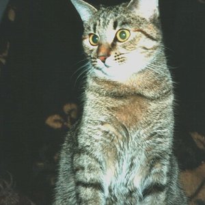 Schielchen - verstorben