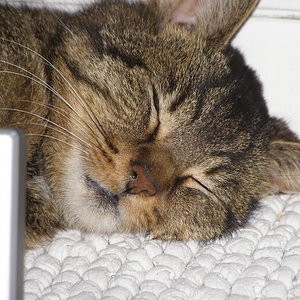 Roland - überfahren 2012