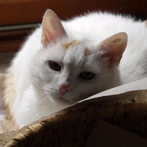 Sophie verstorben mit 18 Jahren