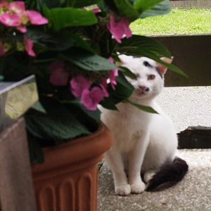 Lümmel - verstorben