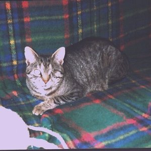 Heinrich - überfahren