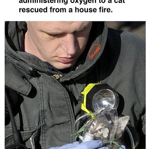 Cats Rescue 1