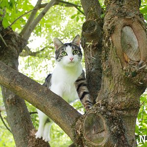 Das ist ihr Lieblingsbaum!