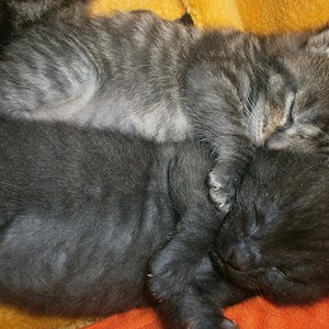 Eddi und Teufelchen beim Mittagskuscheln