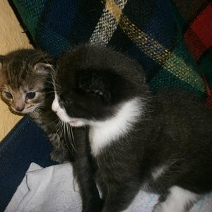 meine kleine Prinzessin und unsere miezenkuh :D