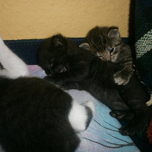 Wer wird wohl gewinnen