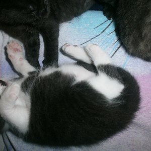 Kratzekuscheln die II.