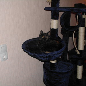 Riesenkratzbaum für mich