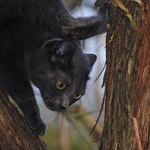 Fliederbaum-Akrobatik