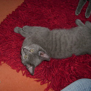 Lunakitten, frisch aus problematischer Haltung zu uns geholt
2008/2009