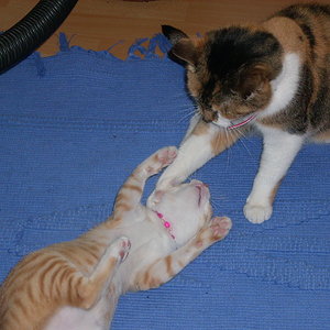 Fedikitten eine Woche in Deutschland, sanfte Annäherung durch unsere 2007 verstorbene Glückskatze "Schnuppe"