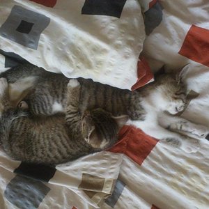 da waren sie noch klein und verschmust :) (August 2012)