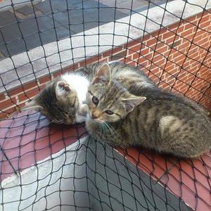 ich fand ja imemr erstaunlich das die zwei da zusammen auf diese kleine Ecke passen