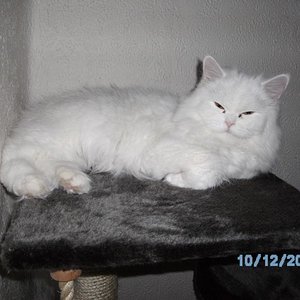 Geburtstag von Fynn 10.10.2009 und Katze Nele. 021