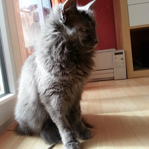 Frajo eine Woche nach der OP