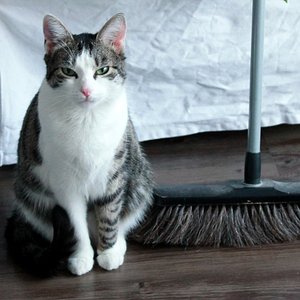 Es ist jetzt Essenszeit und ich bin die liebste Katze!!!! ;)