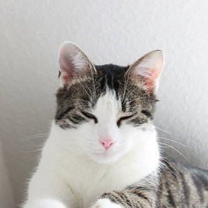 Geliebter Platz über der Heizung