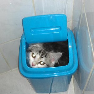 Maja, Hauskatze mit langen Fell