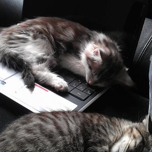 Maja und Milo beim schlafen...Ihr Lieblings Platz