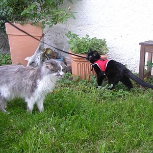 Die blinde Marlene macht ihren ersten Ausflug an der Leine