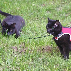 Racker jagt die Leine