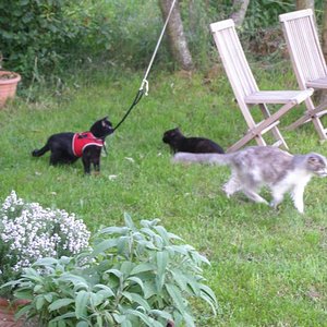 Marlene, Racker und Wuffel