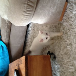 BKH cinnamon-white van, blue eyed