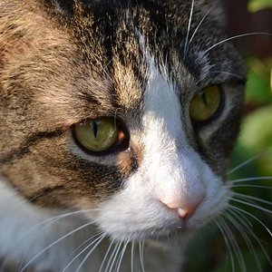Abend im Garten genießen