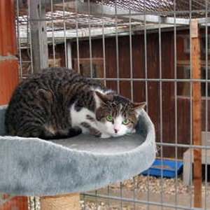 Mein Katzenkind noch im Tierheim :-(