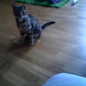 Snapshot 20130625 2

Tag 2 nach dem Tierheim