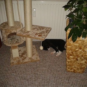 Toller neuer kratzbaum :D