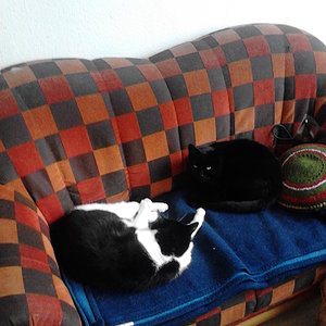 Gina und Mongli Sommer Schlaf