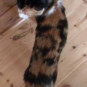 Ein Bild der letzten Tage wie abgemagert sie war...=/ kaum noch Nahrungsaufnahme. Mussten sie mit Hand ernähren.