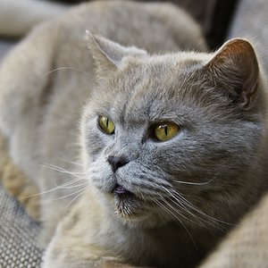 Giaci - BKH, eigentlich La Coppolas Giacomo
*1.6.2005 (und seit Dezember 2005 bei uns)