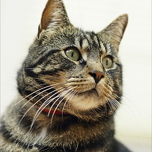 Filou - aus meinem winzigen 600g Müllfindelchen wurde ein stattlicher Kater!
*ca. 1.5.2007