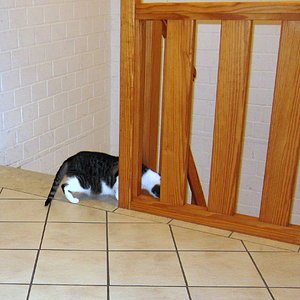 Ebby auf dem Weg die Kater im Erdgeschoß zu besuchen.