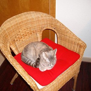 Frauchens Stuhl ist einfach der Beste