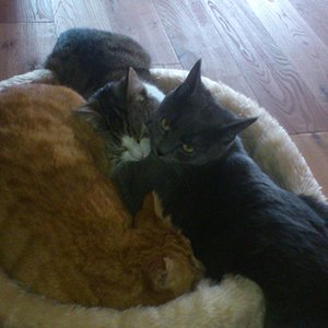 Findi, Mia und Bella