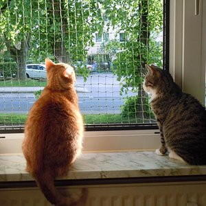 Katzennetz Fenster