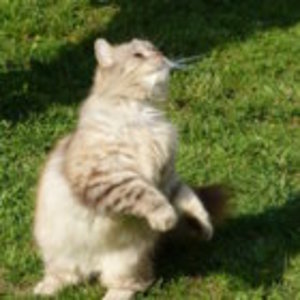 Lucky liebt es Männchen zu machen. besonders wenn er bettelt !