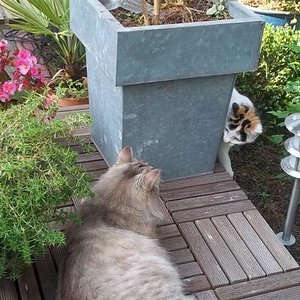 Fangen eines ihrer lieblings Spielchen.