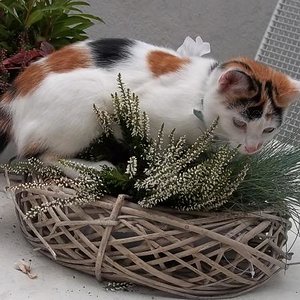 Auch als Dekofigürchen nicht schlecht.