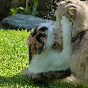 Kampfes mutig und Siegesicher.