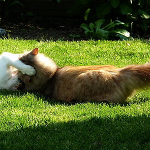 Wer ist der stärkere .