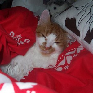 Da wartet sie auf Santa Claus