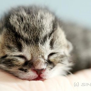 Lille & Fino (c) Sina Jakubzig