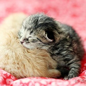 Lille & Fino (c) Sina Jakubzig