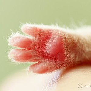 Lille & Fino (c) Sina Jakubzig